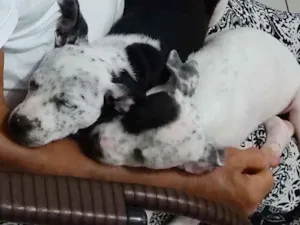 Cachorro raça Misturado dálmata + vira-lata idade 2 a 6 meses nome Sem nomes