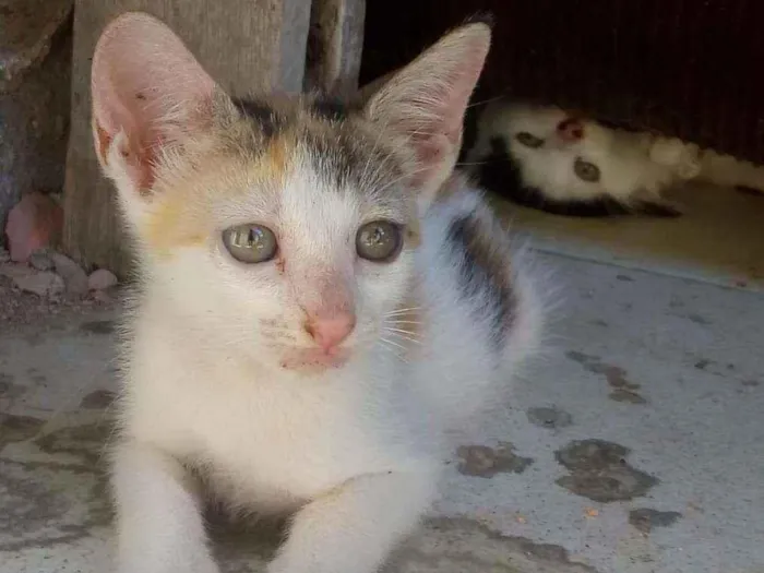 Gato ra a não sei q raça idade 2 a 6 meses nome você escolhe o nome