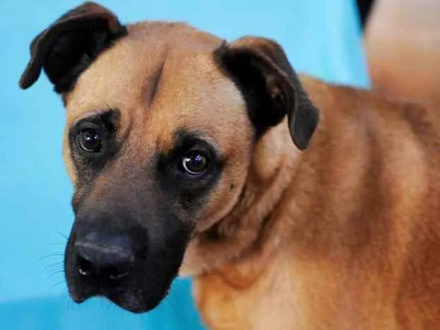 Cachorro raça Pit bul idade 6 ou mais anos nome Ancora 