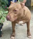 Cachorro raça Pit bul idade 4 anos nome Alexandrinho 