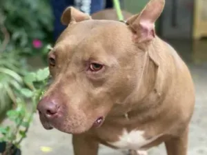 Cachorro raça Pit bul idade 4 anos nome Alexandrinho 