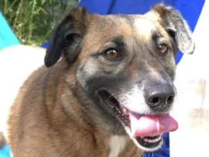 Cachorro raça Vira lata  idade 6 ou mais anos nome Apache 