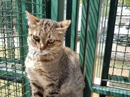Gato raça Vira lata  idade 1 ano nome Miranda 
