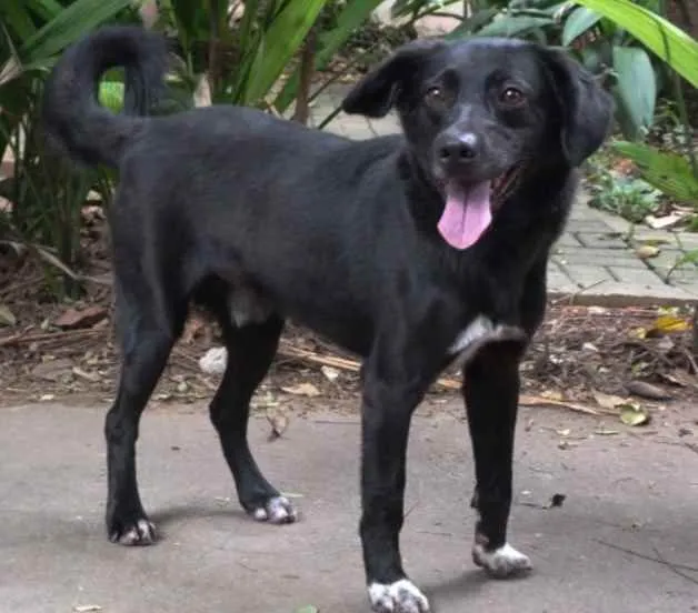 Cachorro raça Vira lata  idade 5 anos nome Carmo 