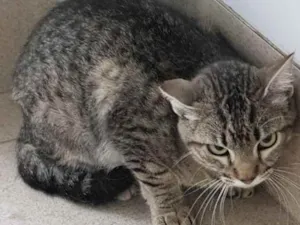 Gato raça Vira lata  idade 1 ano nome Nora 