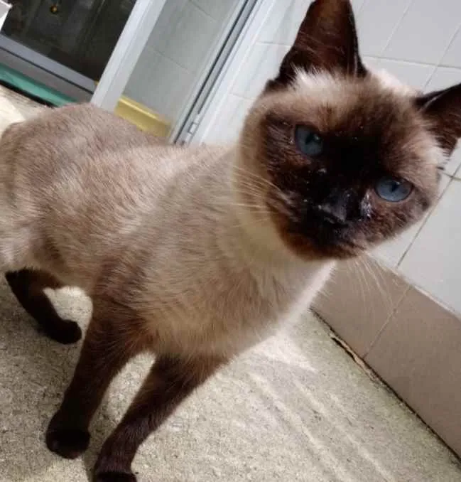 Gato raça Vira Lata sianes idade 6 ou mais anos nome Tata 