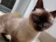 Gato raça Vira Lata sianes idade 6 ou mais anos nome Tata 