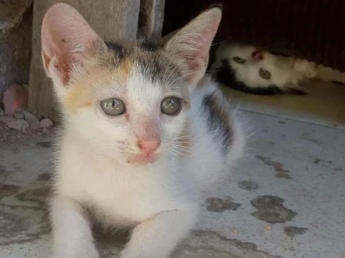 Gato ra a não sei q raça idade 2 a 6 meses nome você escolhe o nome