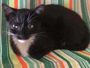 Gato raça SRD idade Abaixo de 2 meses nome Nicole 