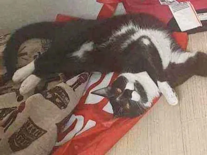 Gato ra a Desconhecido idade 7 a 11 meses nome MIu