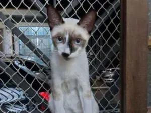 Gato raça Srd idade 2 a 6 meses nome Manchinha