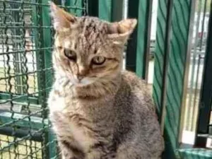 Gato raça Vira lata  idade 1 ano nome Miranda 