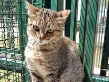 Gato raça Vira lata  idade 1 ano nome Miranda 