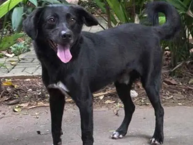 Cachorro raça Vira lata  idade 5 anos nome Carmo 