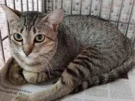 Gato raça Vira lata  idade 1 ano nome Dakota 