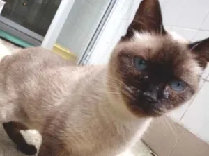 Gato raça Vira Lata sianes idade 6 ou mais anos nome Tata 