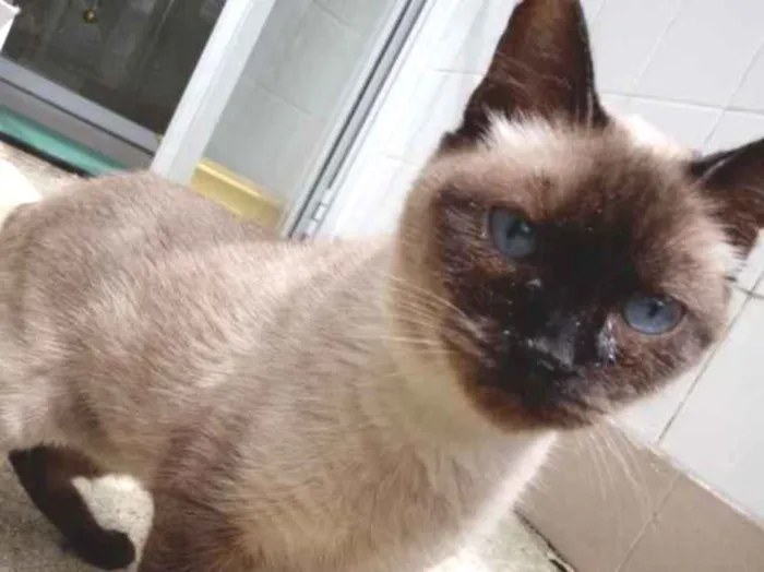 Gato raça Vira Lata sianes idade 6 ou mais anos nome Tata 