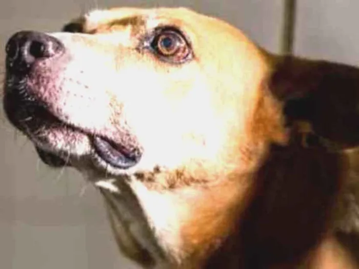 Cachorro raça Vira lata  idade 6 ou mais anos nome Coff 