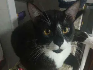 Gato raça Desconhecido idade 7 a 11 meses nome MIu