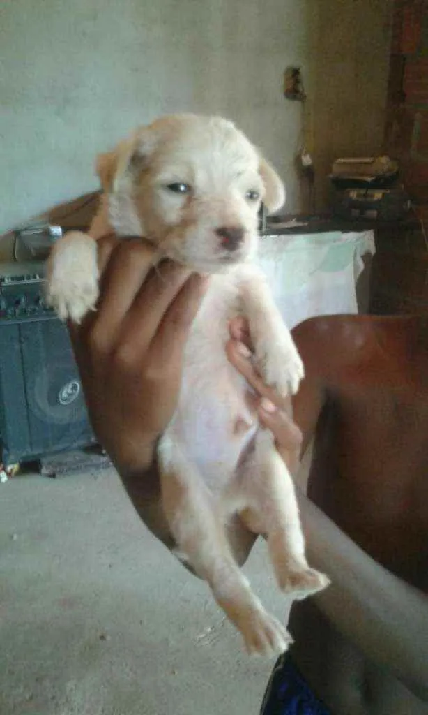 Cachorro raça Srd idade Abaixo de 2 meses nome Sem nome