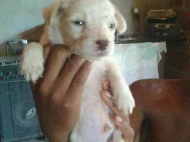 Cachorro raça Srd idade Abaixo de 2 meses nome Sem nome