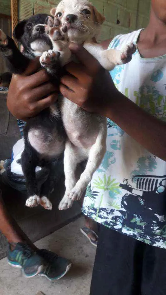 Cachorro raça Srd idade Abaixo de 2 meses nome Sem nome