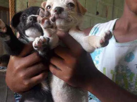 Cachorro raça Srd idade Abaixo de 2 meses nome Sem nome