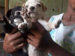 Cachorro raça Srd idade Abaixo de 2 meses nome Sem nome