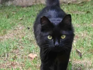 Gato raça Vira lata  idade 1 ano nome Bruce