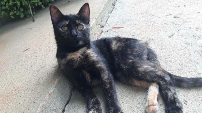 Gato ra a Srd idade 2 a 6 meses nome Gatinha pintada 