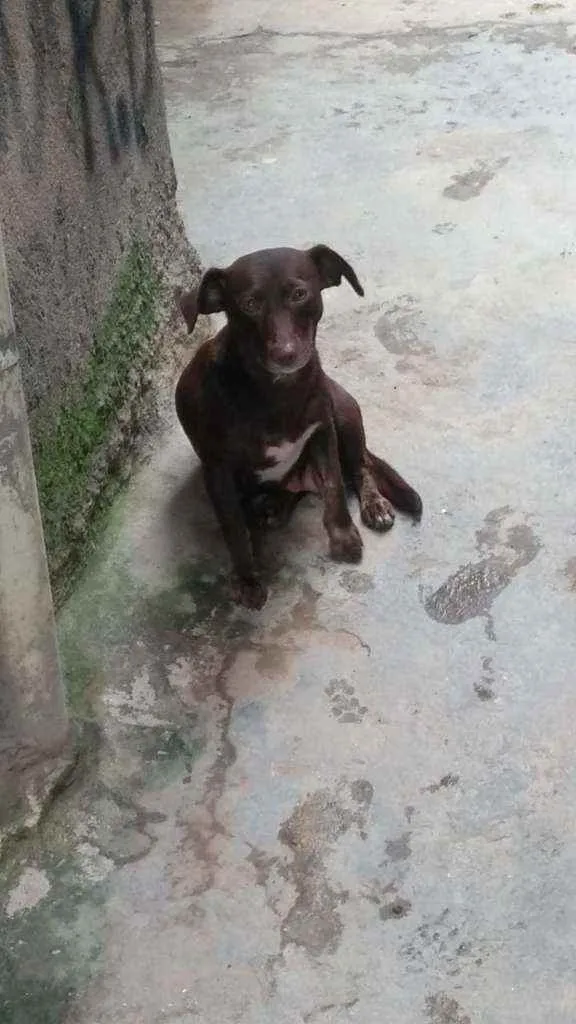 Cachorro raça Srd idade 2 anos nome Laureta