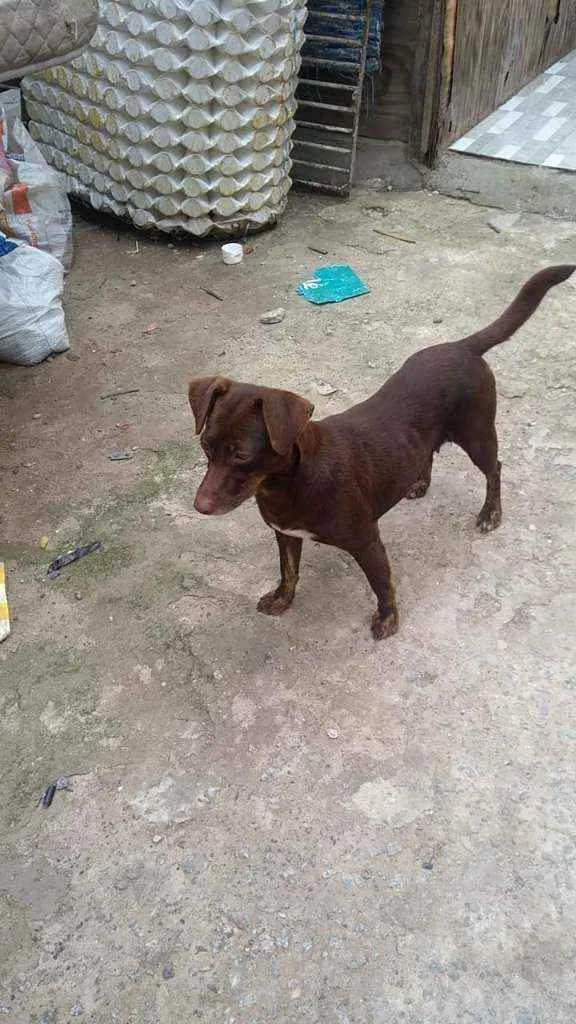 Cachorro raça Srd idade 2 anos nome Laureta