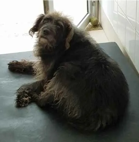 Cachorro raça Vira lata  idade 6 ou mais anos nome Leonard 