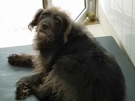 Cachorro raça Vira lata  idade 6 ou mais anos nome Leonard 