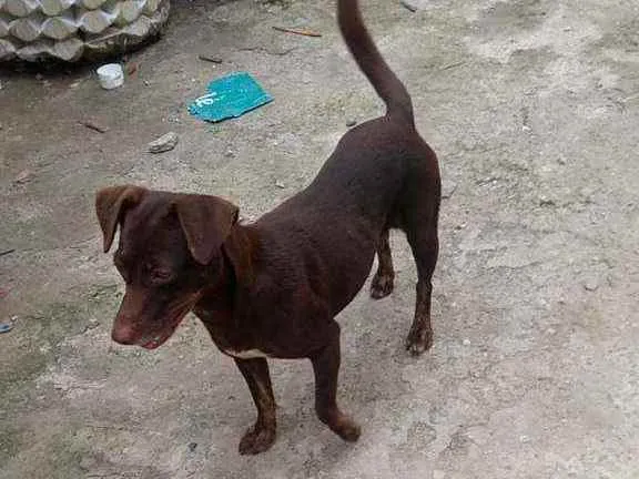 Cachorro raça Srd idade 2 anos nome Laureta