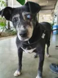 Cachorro raça Vira lata  idade 6 ou mais anos nome Ryu 