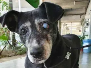 Cachorro raça Vira lata  idade 6 ou mais anos nome Ryu 