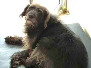Cachorro raça Vira lata  idade 6 ou mais anos nome Leonard 