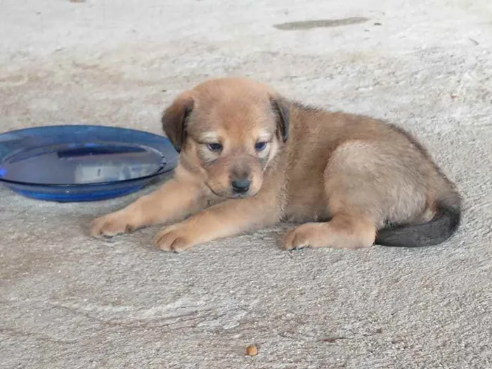 Cachorro raça VIRA LATA idade Abaixo de 2 meses nome  A ESCOLHER