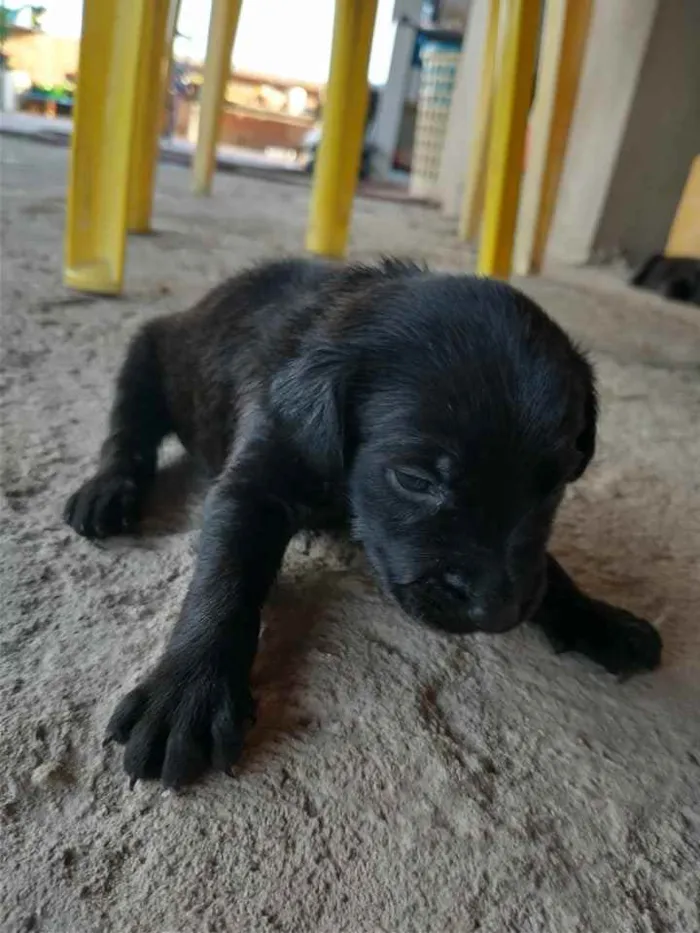 Cachorro raça VIRA LATA idade Abaixo de 2 meses nome  A ESCOLHER