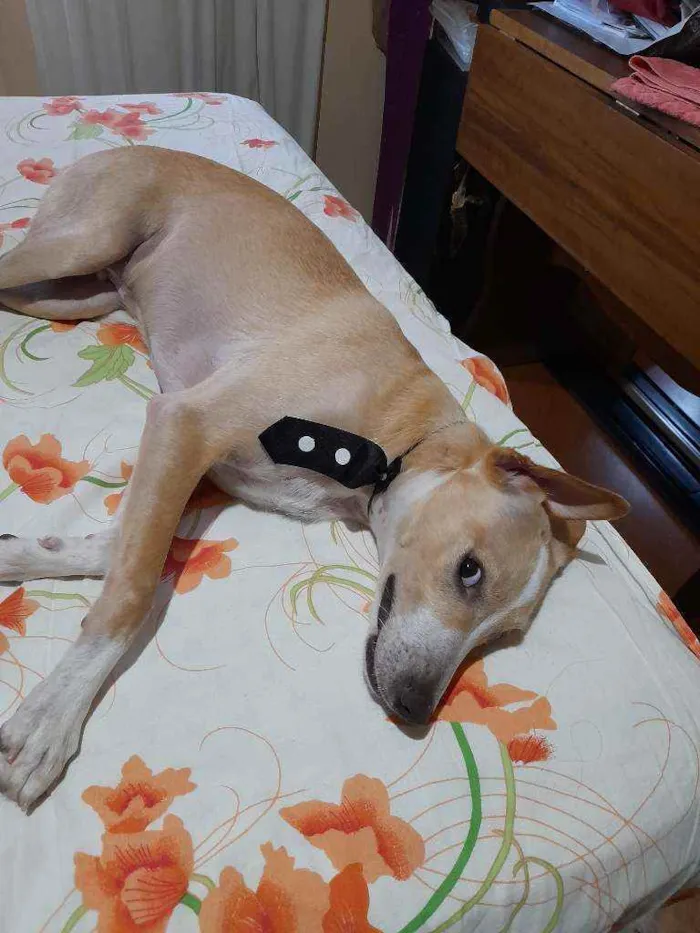 Cachorro raça RND idade 1 ano nome Costelinha 