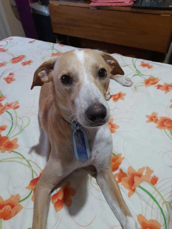 Cachorro raça RND idade 1 ano nome Costelinha 