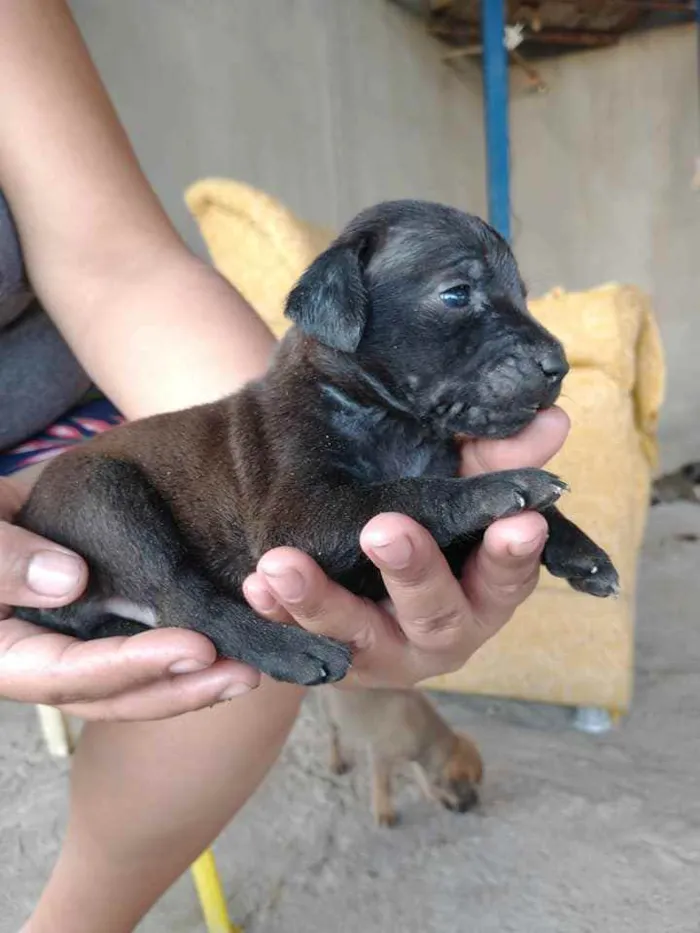 Cachorro raça VIRA LATA idade Abaixo de 2 meses nome  A ESCOLHER