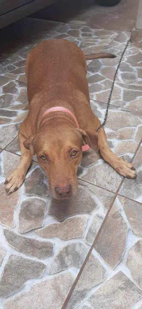 Cachorro raça Mestiça vira-lata com pibul  idade 4 anos nome Leonna