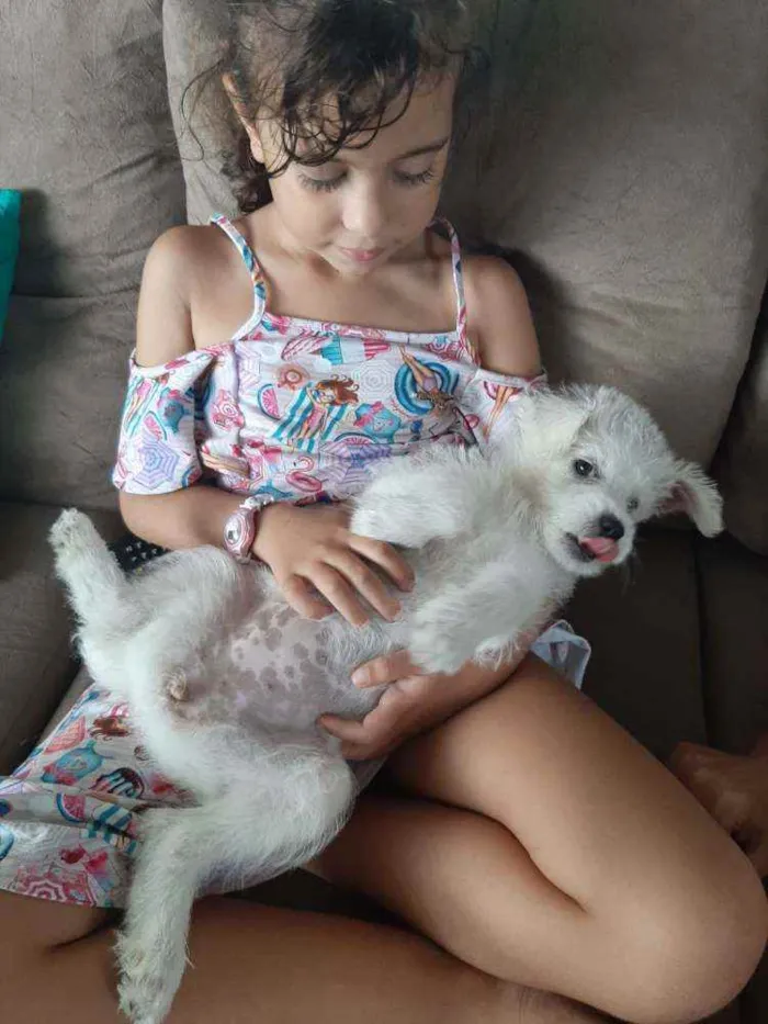 Cachorro raça Vira-lata com poodle idade 2 a 6 meses nome Monalisa
