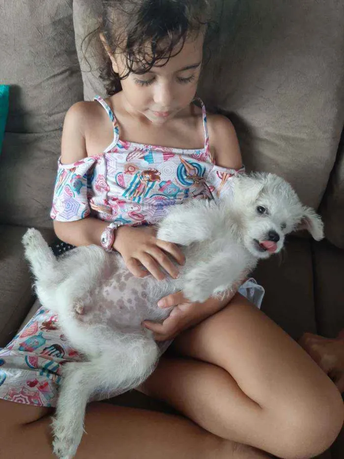 Cachorro ra a Vira lata com poodle idade 2 a 6 meses nome Monalisa