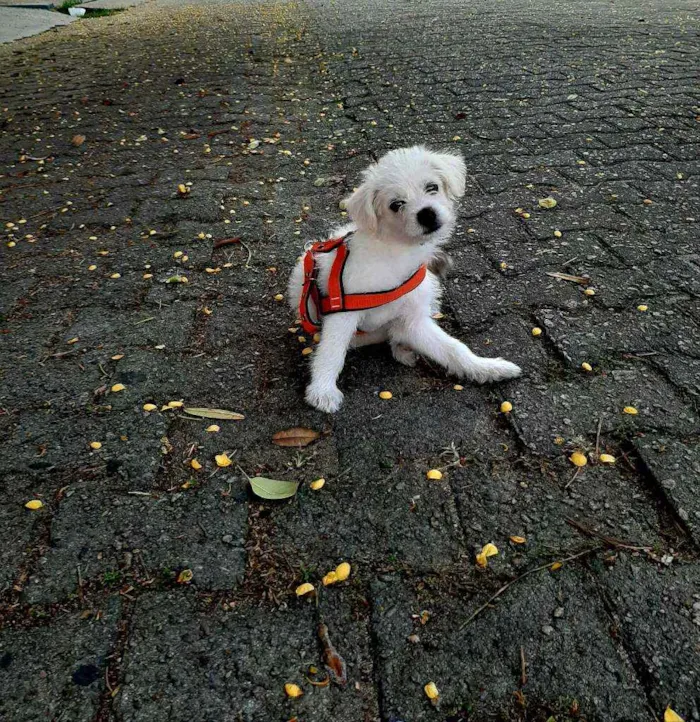 Cachorro ra a Vira lata com poodle idade 2 a 6 meses nome Monalisa