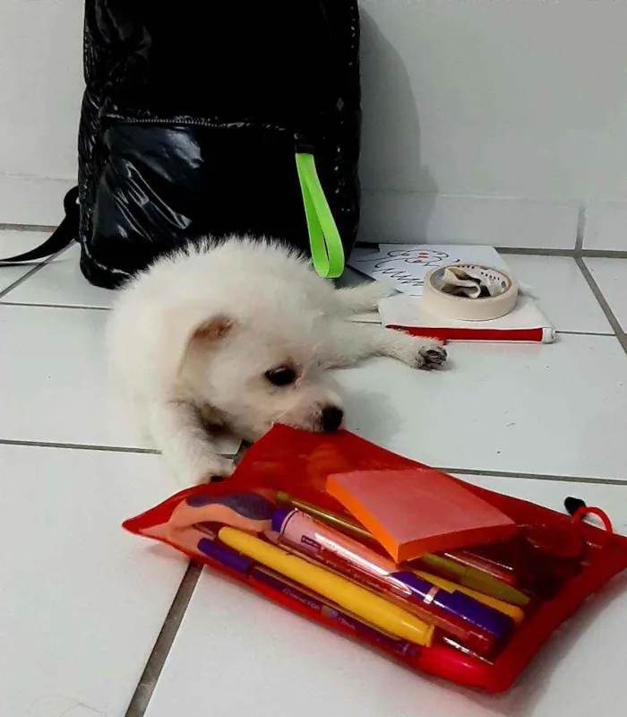 Cachorro ra a Vira lata com poodle idade 2 a 6 meses nome Monalisa