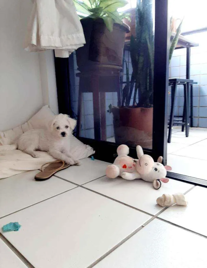 Cachorro ra a Vira lata com poodle idade 2 a 6 meses nome Monalisa