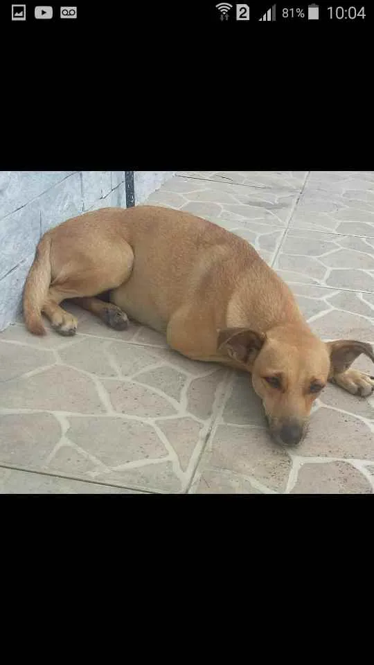 Cachorro ra a SRD idade 1 ano nome Nikita